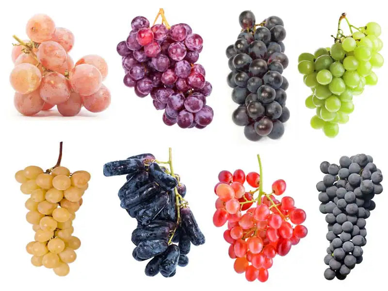 Other White Varietals